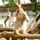 Tamandua im Krefelder Zoo 