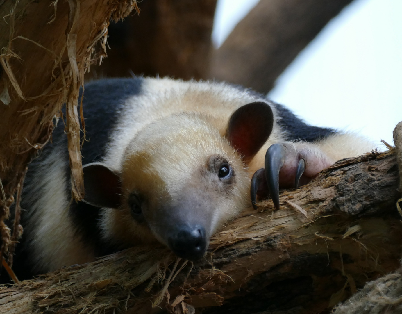 Tamandua im Krefelder Zoo 