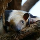 Tamandua im Krefelder Zoo 