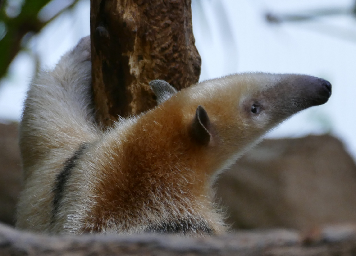 Tamandua im Krefelder Zoo 