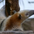 Tamandua im Krefelder Zoo 