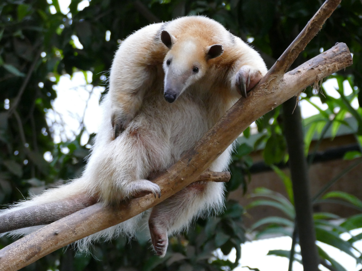 Tamandua im Krefelder Zoo 