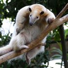 Tamandua im Krefelder Zoo 