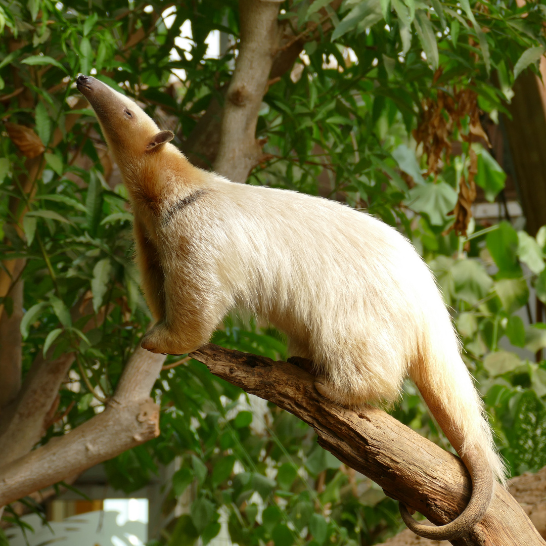 Tamandua imj Krefelder Zoo