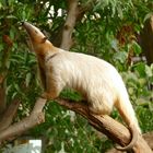 Tamandua imj Krefelder Zoo