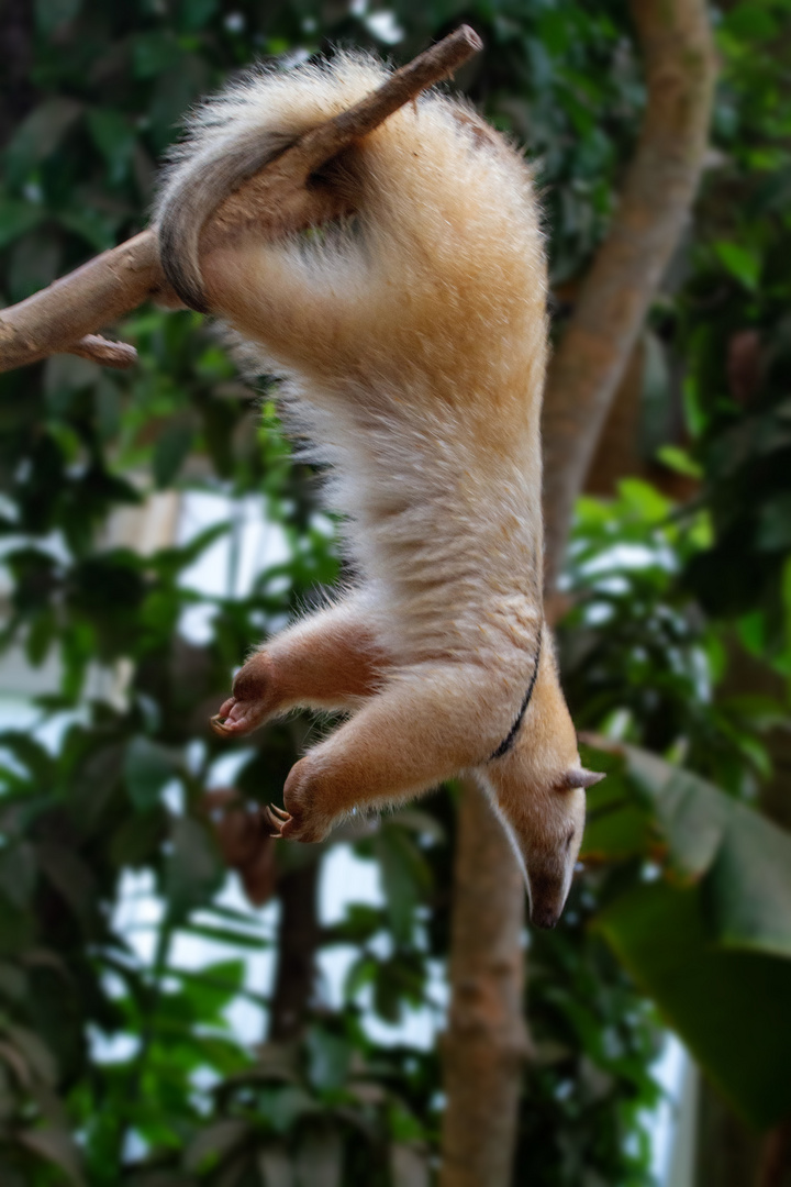 Tamandua Jogi 