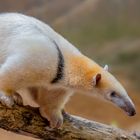 Tamandua  - kleiner Ameisenbär 