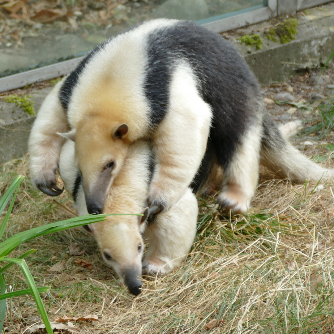 Tamanduas im Dortmunder Zoo Foto & Bild natur, zoo, tiere Bilder auf