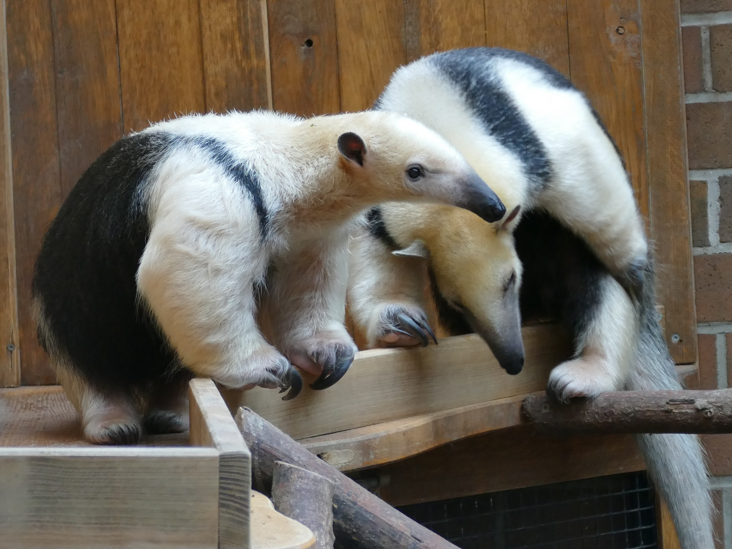 Tamanduas im Dortmunder Zoo