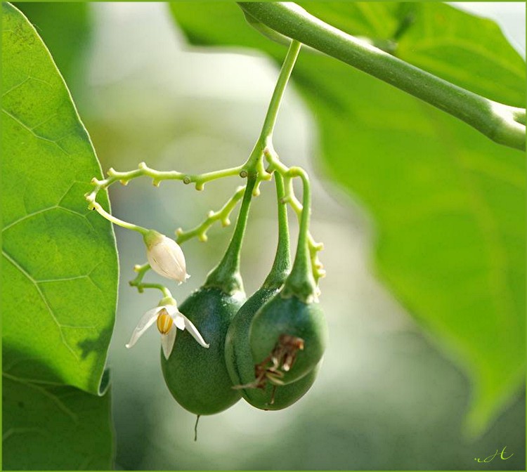 Tamarillo