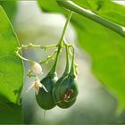 Tamarillo