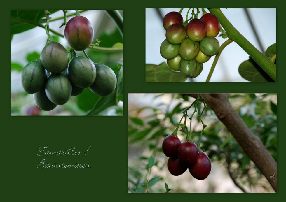 Tamarillo-Baumtomate