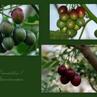 Tamarillo-Baumtomate