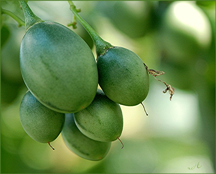 Tamarillo