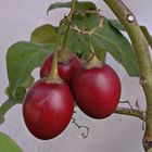 Tamarillo  ...    ( Solanum betaceum )