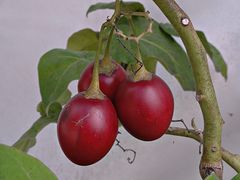Tamarillo  ...    ( Solanum betaceum )