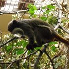 Tamarin