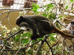 Tamarin