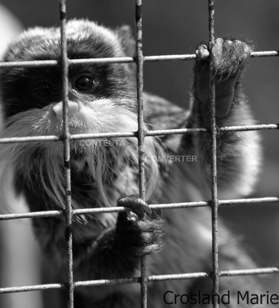 Tamarin a moustache