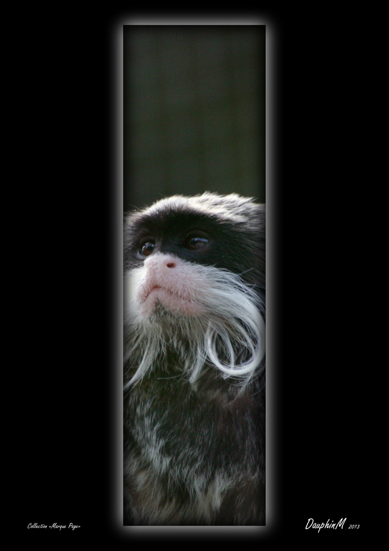 Tamarin Empereur