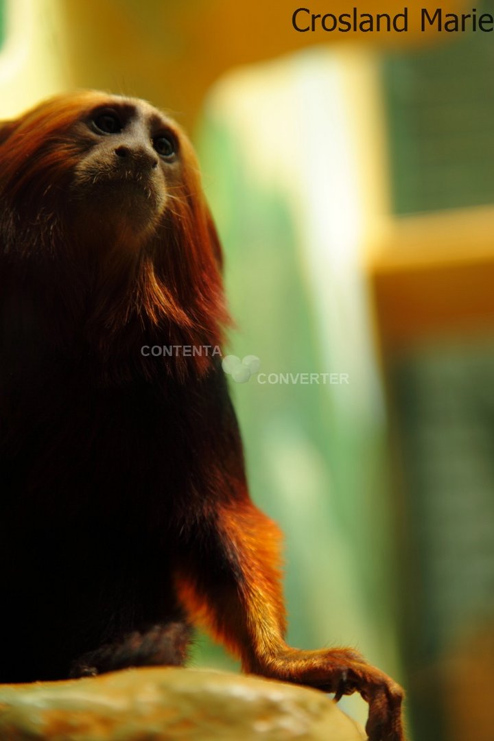 Tamarin lion