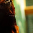 Tamarin lion