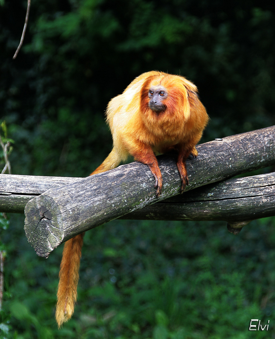 Tamarin-lion doré