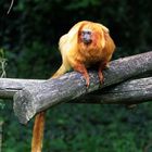 Tamarin-lion doré