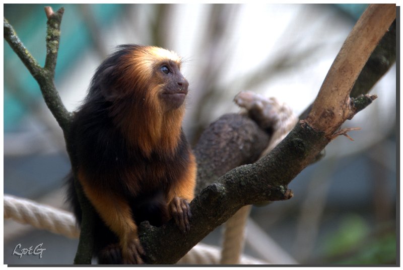 Tamarin lion tête dorée