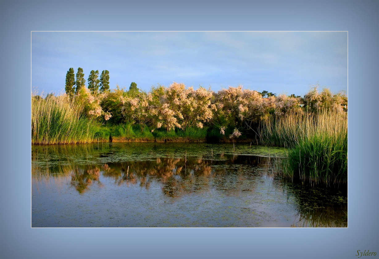 Tamaris en fleurs