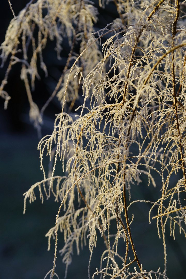 Tamariske mit Reif