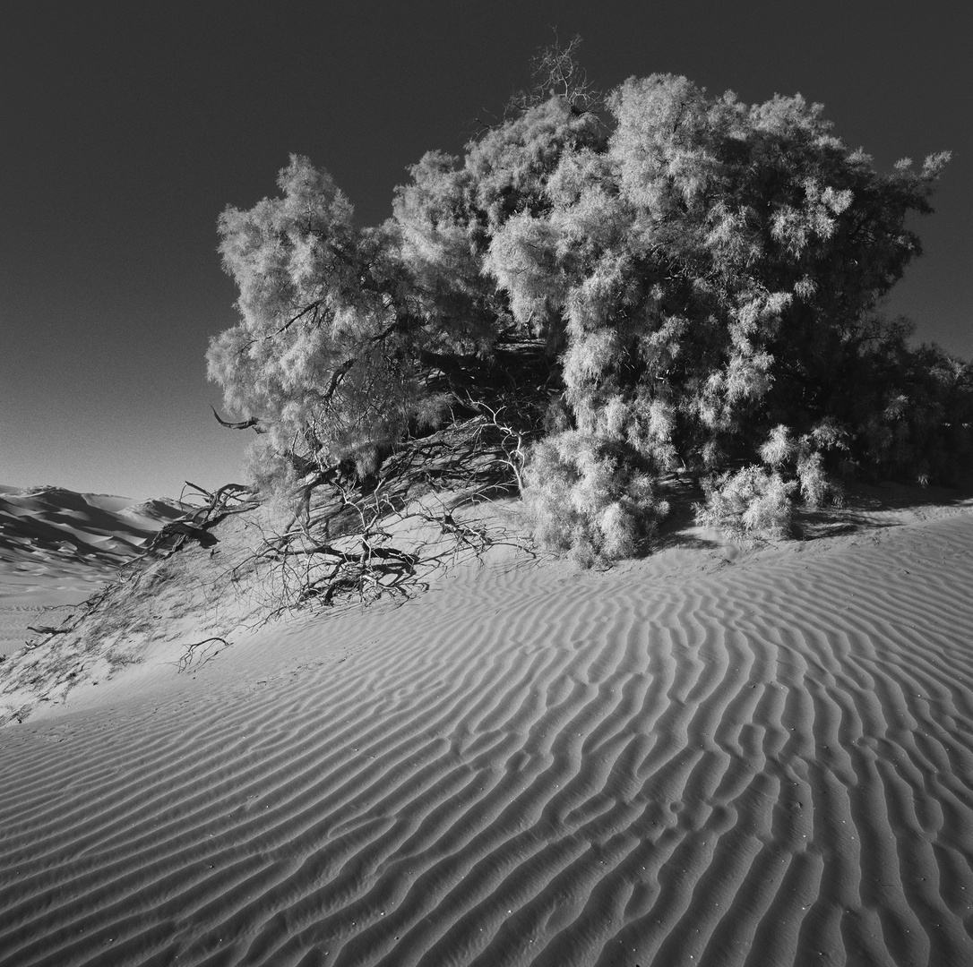 Tamariske, Sahara, Algerien