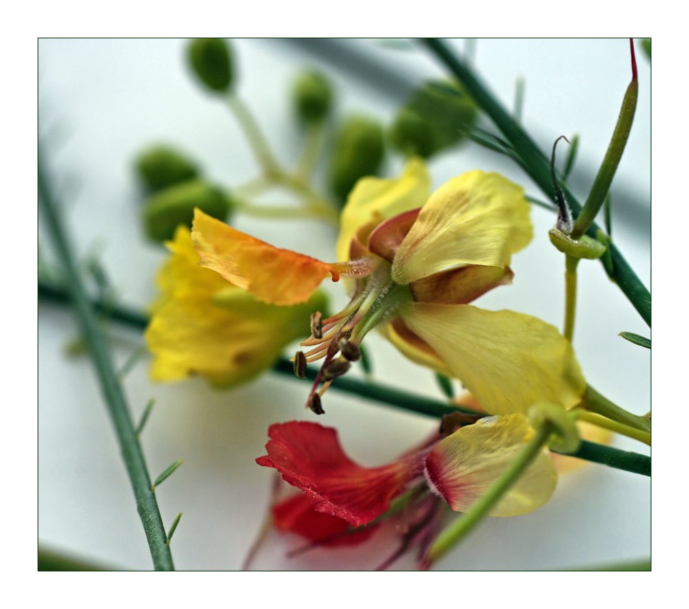 Tamarisken-Blüte