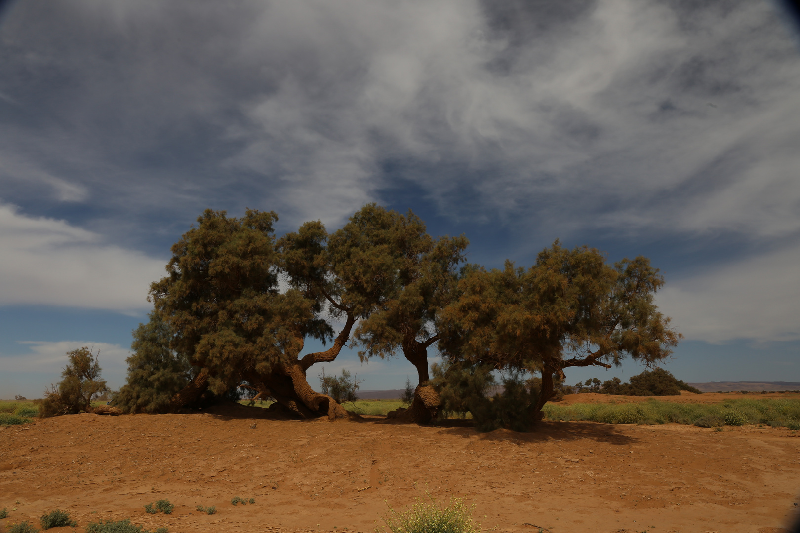 Tamarisken in der Sahara