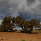 Tamarisken in der Sahara