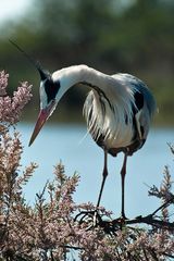 Tamariskenreiher (ardea cinerea)