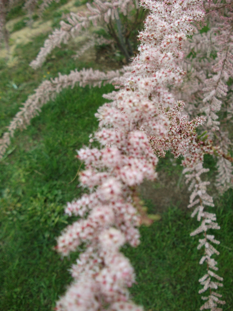 Tamarix gallica II