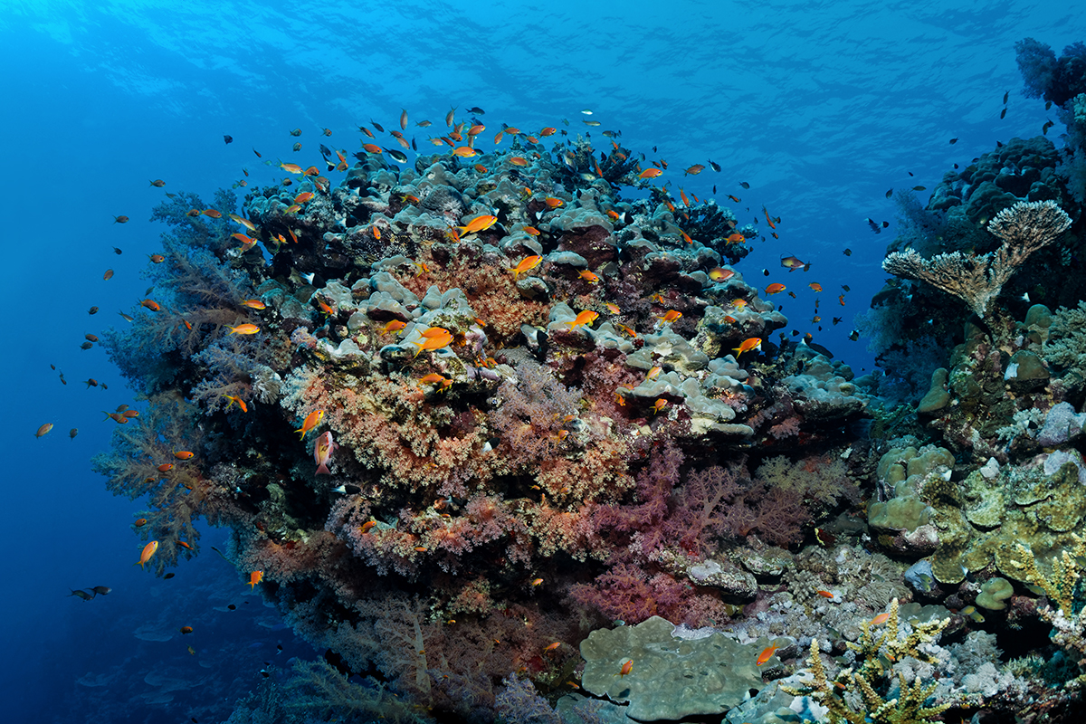 Tamashaia Reef Sudan