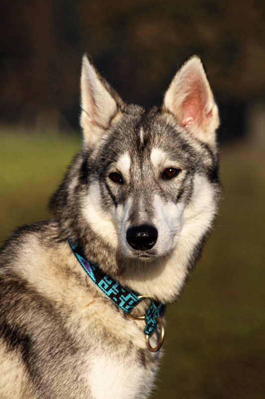 Tamaskan Portrait