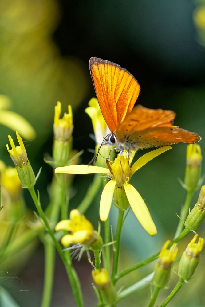 Tambach-Dietharz - ein Insektenparadies