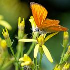 Tambach-Dietharz - ein Insektenparadies