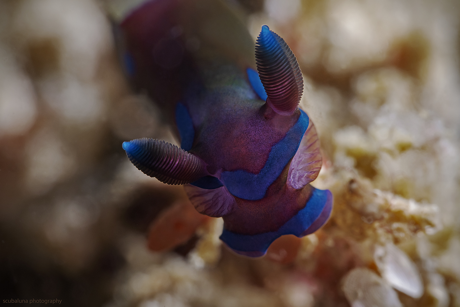 Tambja Nacktschnecke