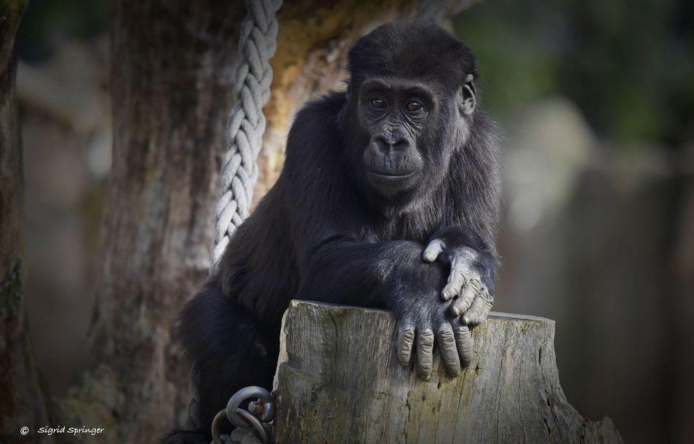 Tambo ein quirliger kleiner Gorilla.....