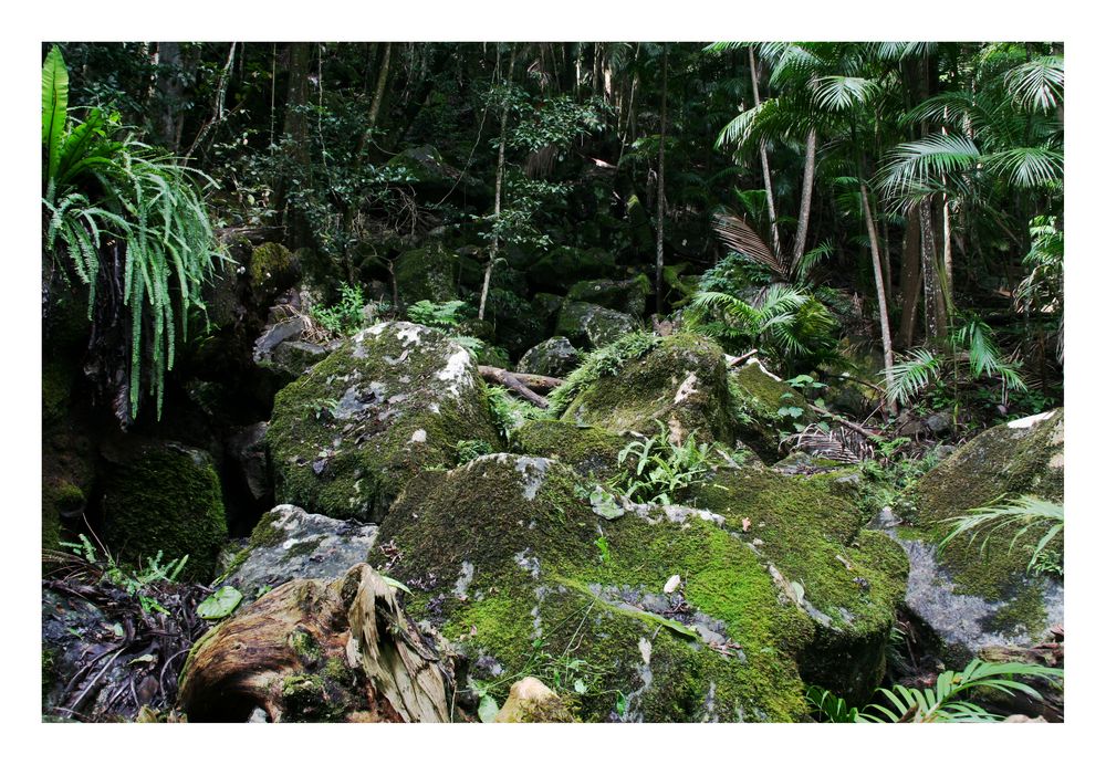 Tamborine National Park