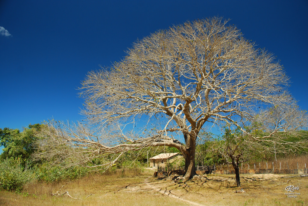 Tamburil - Piauí - Brasil