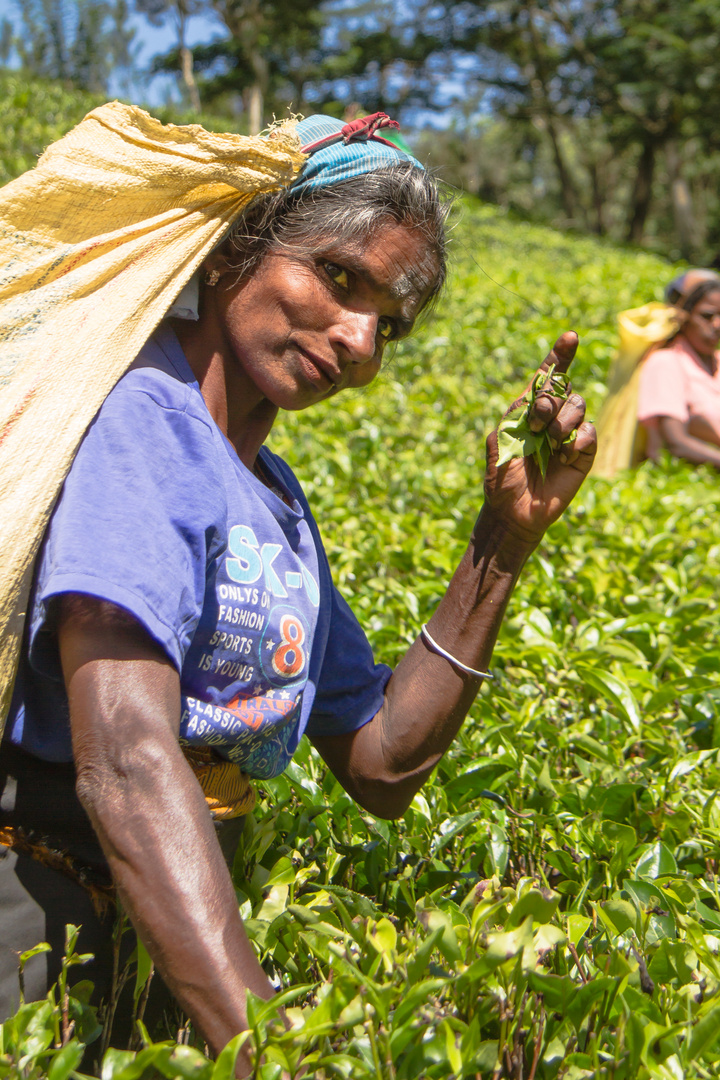 tamilische Teepflückerin