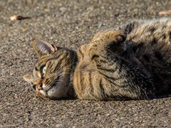 Tamino beim Chillen