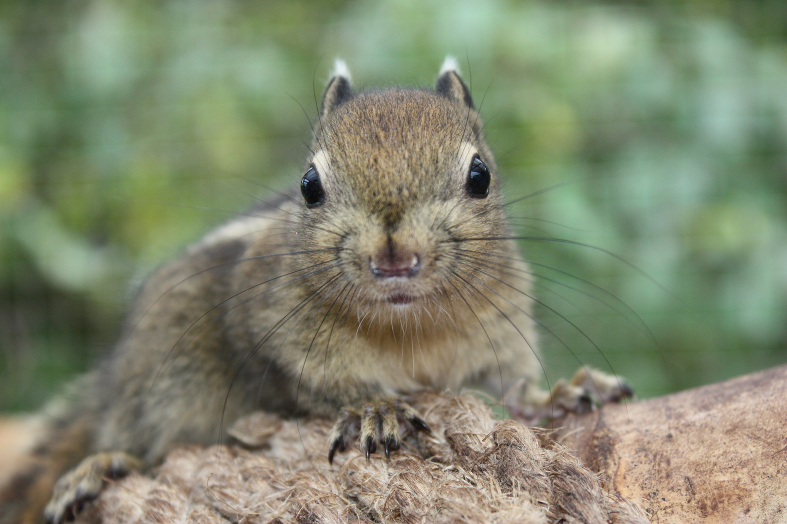 Tamiops swinhoei