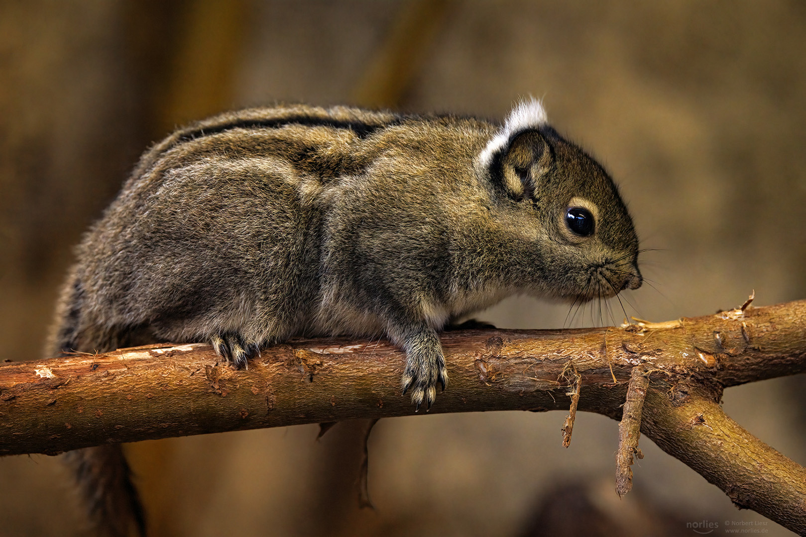 tamiops swinhoei