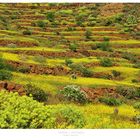 Tamisa, Gran Canaria